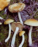 David P. Lewis Fungi Collection